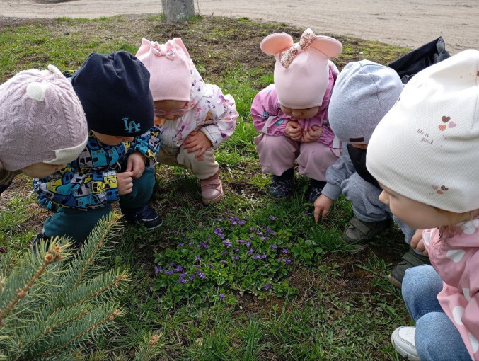 Наблюдение за живой природой Наблюдение за живой природой.